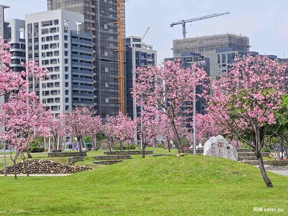 檜溪（會稽）河濱公園｜南崁溪畔的粉紅櫻花步道，上百棵富士櫻滿開！桃園平地賞櫻，桃園櫻花公園，桃園賞櫻景點推薦 @阿綿吃Fun最大