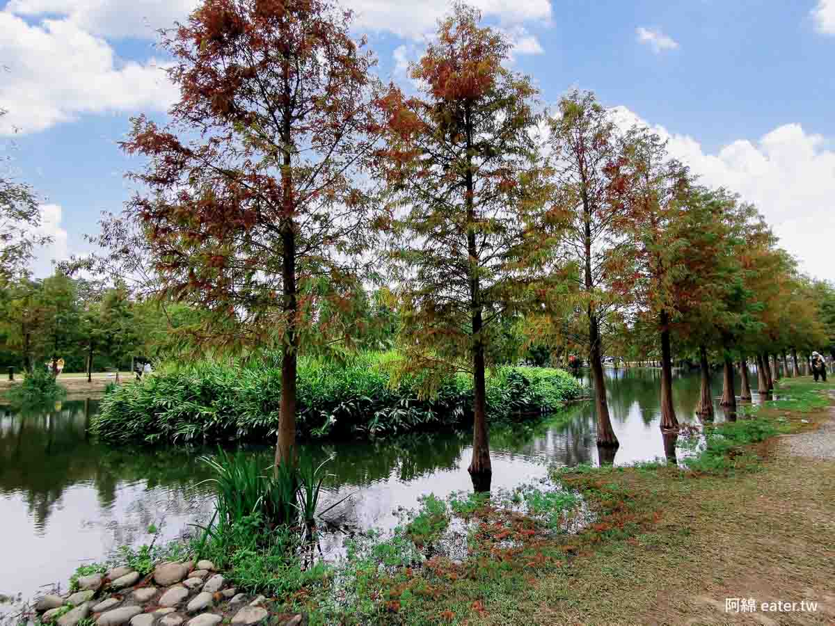 大溪月眉人工濕地生態公園-桃園落羽松秘境，大溪老街週邊景點，落羽松、藍天倒映水面上美拍景點